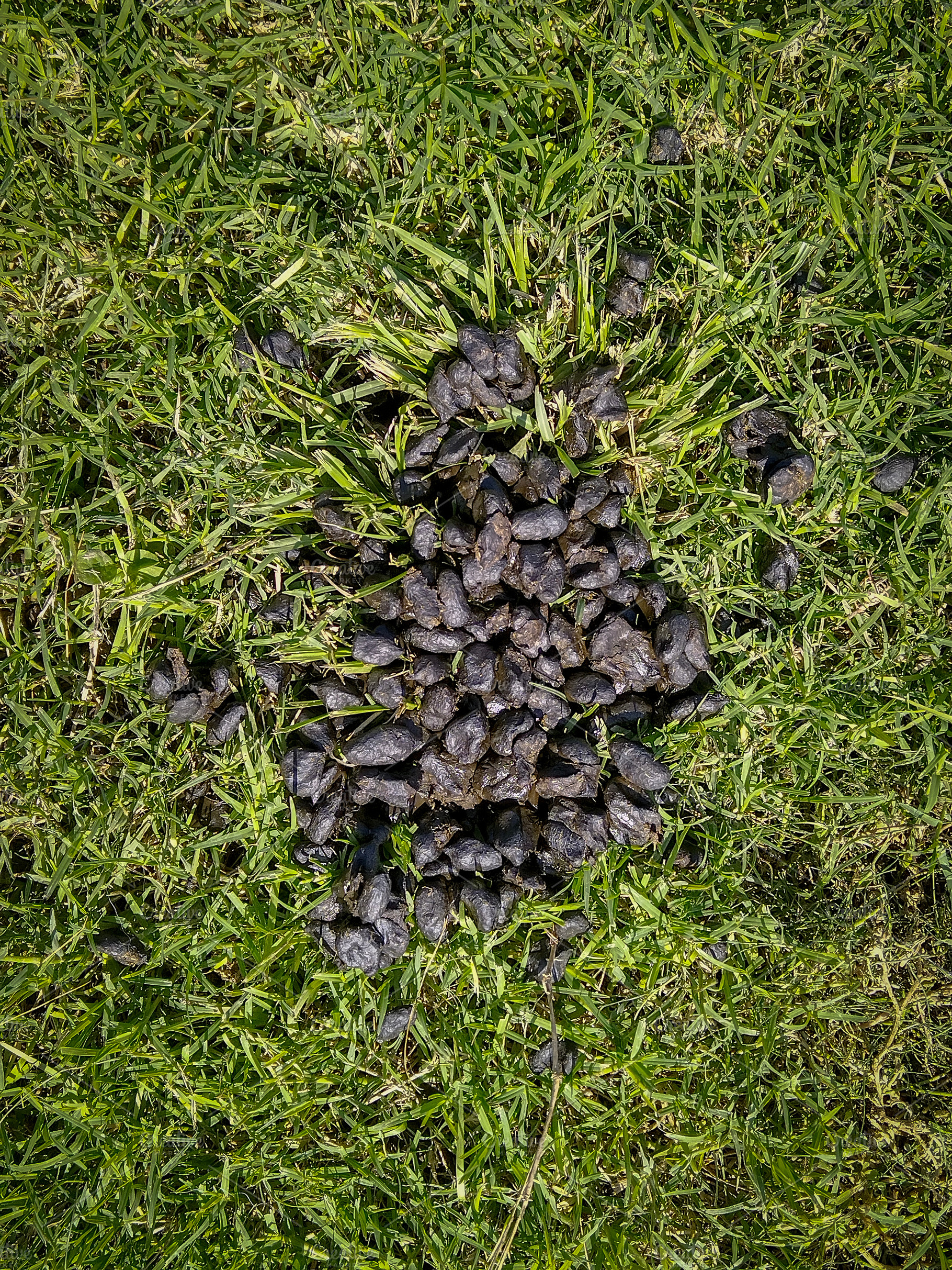 Patch of dark fertile soil in a green grass lawn, a Nature Photo by DanFLCreativo