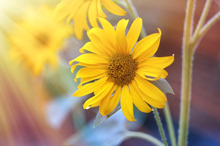 Closeup of yellow garden flowers in the sunlight. Perennial yell, a Nature Photo by TanaCh