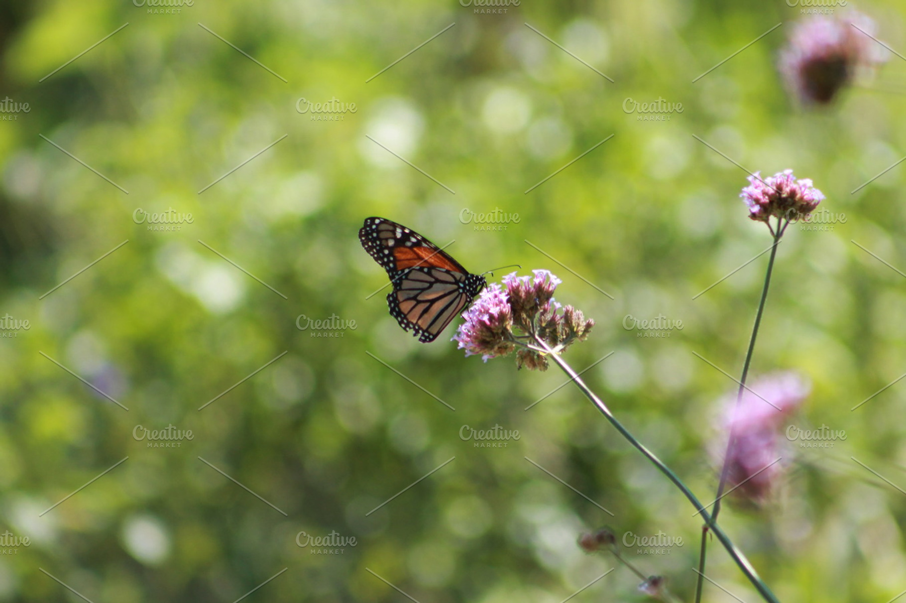 Botanical Garden Featuring Flowers Floral And Nature