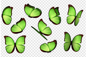 Butterfly Vector. Green Butterflies.