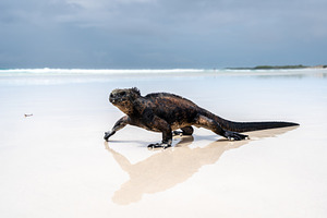 Marine iguana basking on Tortuga Bay beach, Galapagos, Ecuador, a Photo by GoodGoods