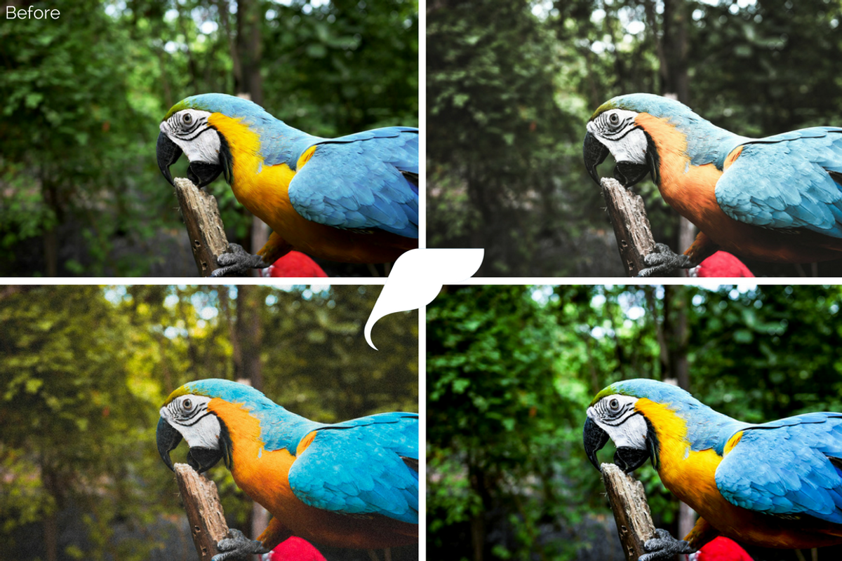 50+ Pet Lightroom Presets Vol. I preview 8