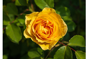 Golden butter colored single rose, a Nature Photo by Backyard Stock