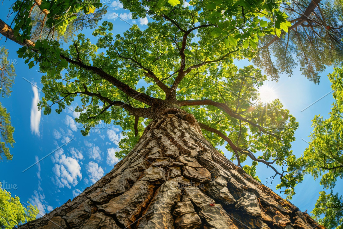 98 Trees view from below, a Nature Photo by Handmadefont (Photo 8 of 98)