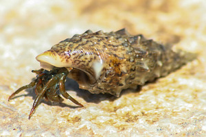 Hermit Crab Close-up
