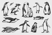 Penguin set. Northern animals draw, an Animal Illustration by Arthur Balitskiy (Thumbnail 2 of 3)
