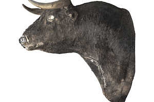 Isolated photo of a stuffed bull head, an Animal Photo by DanFLCreativo