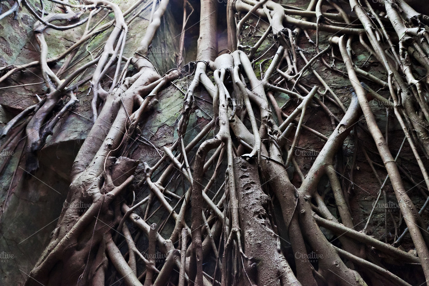 Old tree roots, a Photo by saiko3p
