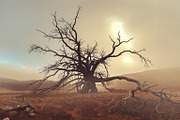 48 Dying Tree Images, a Nature Photo by h.utomo (Thumbnail 18 of 48)