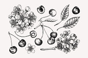 Vintage Cherry Blossom Vector Set, an Object Graphic by Yevheniia (Thumbnail 5 of 9)