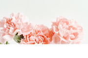 Pink Carnations Bundle, a Product Mockup by Peppermint &Tea (Thumbnail 2 of 6)