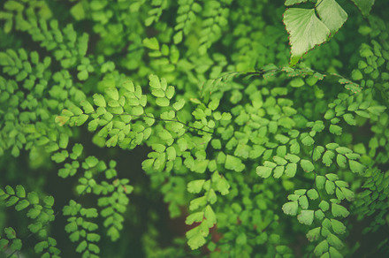 Carpet of tropical plants ferns stock photo containing fern and tropical, a Nature Photo by WildStrawberry Magic