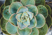 Succulents bundle featuring succulent, green, and plant, a Nature Photo by HG Photography (Thumbnail 4 of 6)