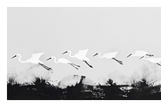 Gret Collection · Egrets in Flight, an Animal Illustration by milatovar (Thumbnail 7 of 17)