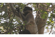 Goa, India. Funny Gray Langur Monkey, a Graphic by Our Amazing World (Thumbnail 1 of 2)