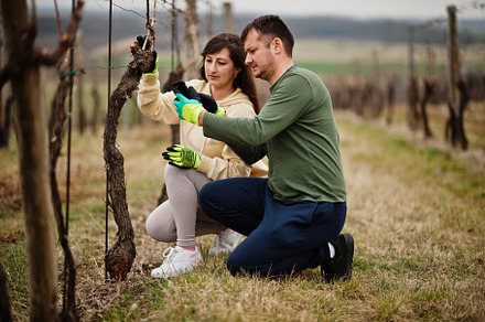 Couple working on vineyard in early spring., a Person Photo by AS photostudio