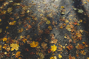 A pathway covered with fallen autumn leaves, showcasing vibrant yellow and oran, an Industrial Photo by Textures & Backgrounds