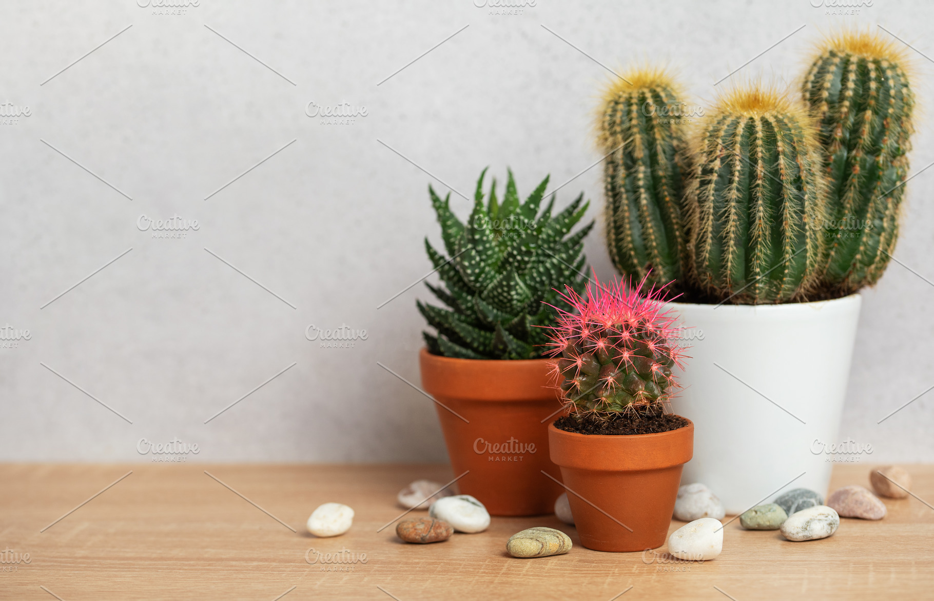 Small cactus and succulents growing in terracotta pots on wooden, a Background Photo by Olena Rudo