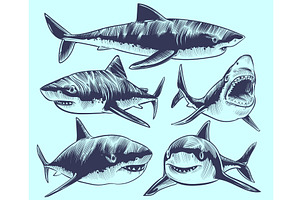 Sketch Shark. Swimming Sharks With