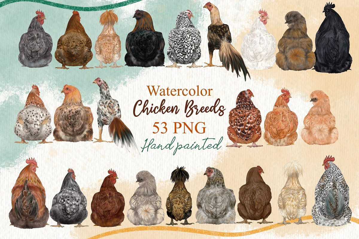Chicken Breeds Clipart, an Animal Illustration by ColorfulPT (Photo 1 of 7)