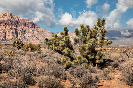 Joshua tree in the middle of desert