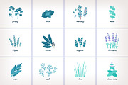 Aromatic Herbs Vector Graphics, an Illustration by Insalata Illustrata (Thumbnail 6 of 6)