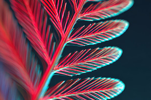 Vibrant fern leaf close-up in red and blue, a Nature Photo by AlyaAnd