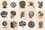 Vintage Fruit Vegetables & Flowers, an Object Graphic by Eclectic Anthology (Thumbnail 8 of 11)