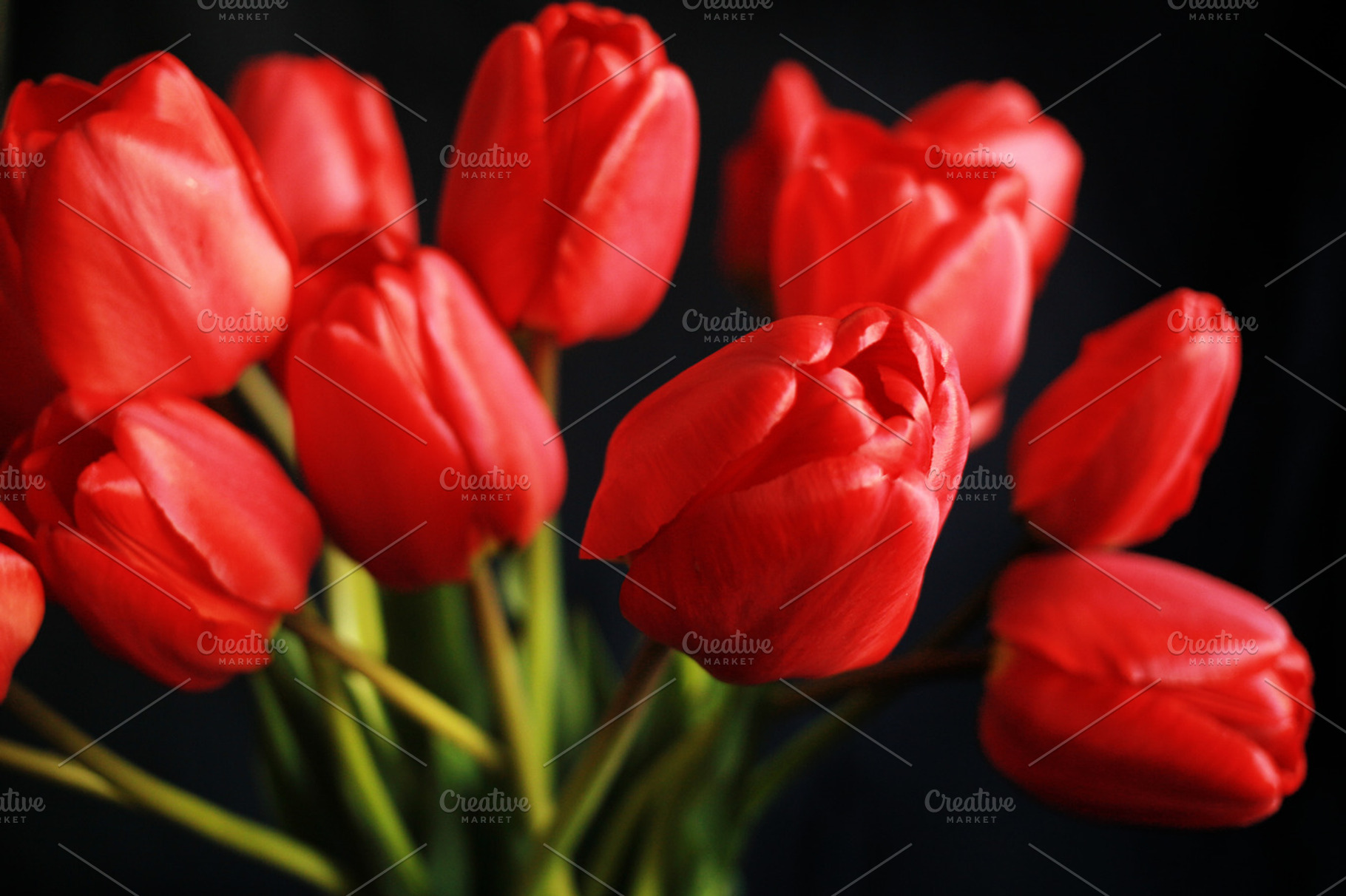 Close up red tulips on black background featuring flower, red, and bouquet, a Nature Photo by PSD templates and Photos