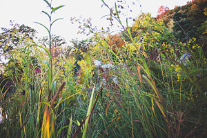 Prairie Flowers