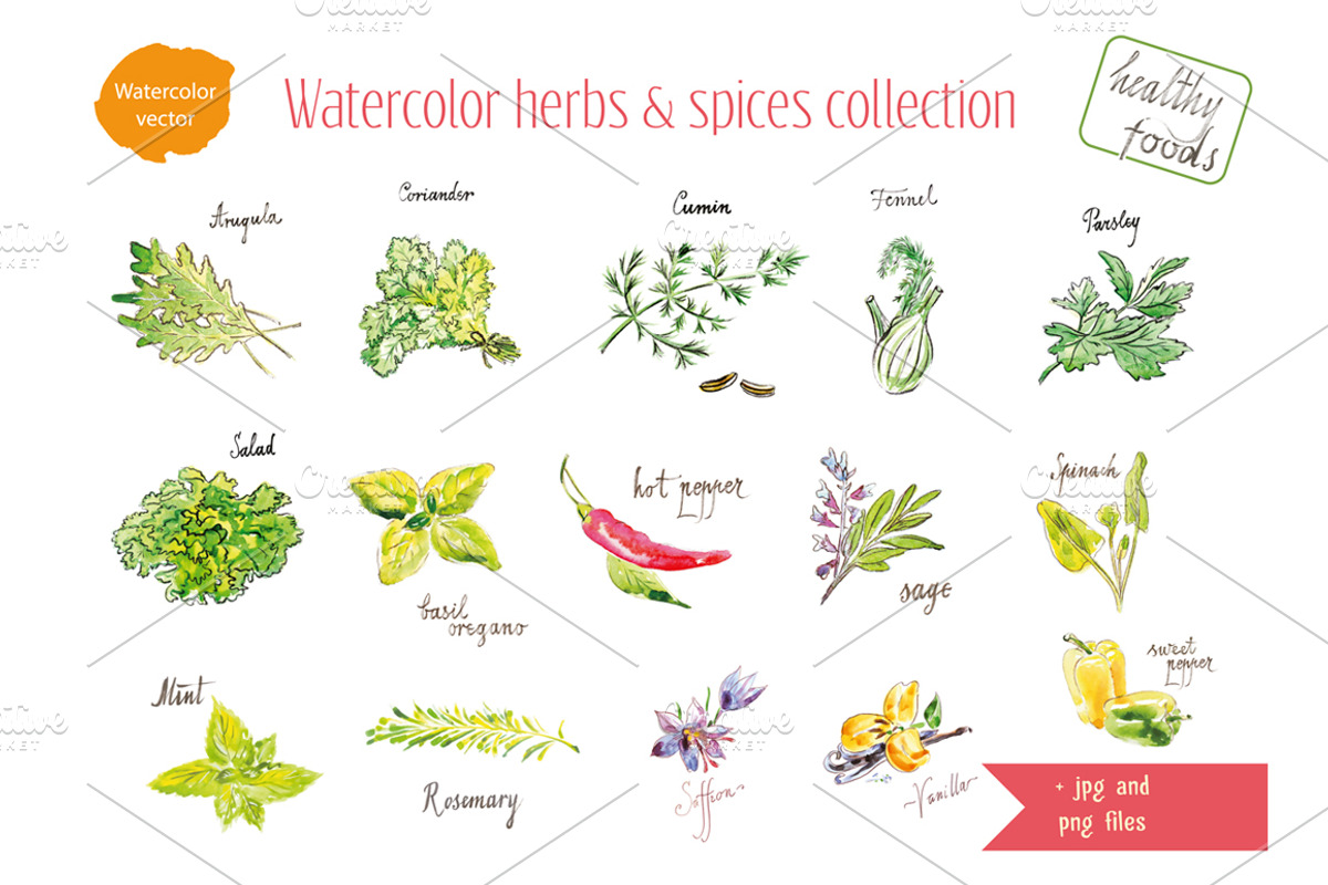 Watercolor herbs & spices collection, a Graphic by miminoshka (Photo 2 of 9)
