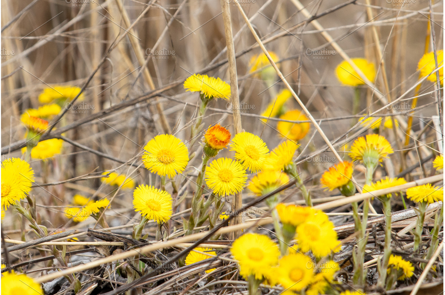 Yellow Coltsfoot Flowers Blooming in, a Nature Photo by Pakosta
