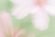 Rosy Blush - Floral Backgrounds, a Texture Graphic by lerinartstudio (Thumbnail 6 of 14)