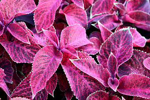 Plant with pink leaves. Macro photo., a Nature Photo by Sir13