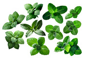 Peppermint leaves, an Object Graphic by Hortimages (Thumbnail 1 of 2)