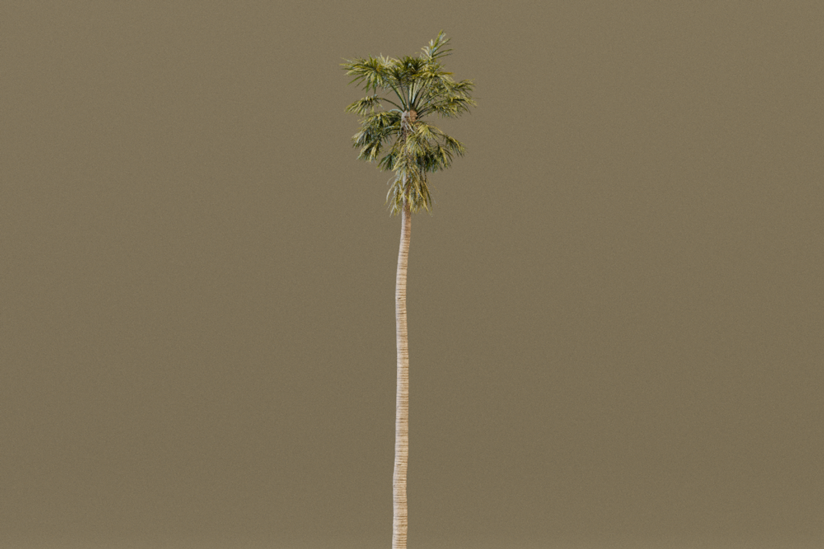 The California Fan Palm Tree, a Plants & Tree 3D Model by FuturePastCreatives (Photo 8 of 8)