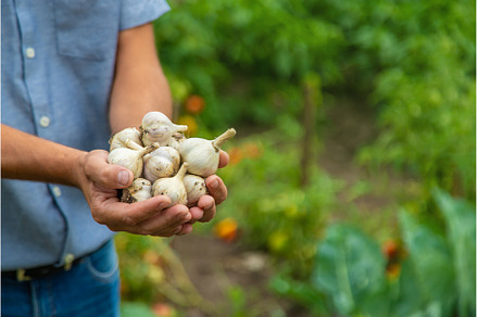 Garlic harvest in the hands of a, a Food & Drink Photo by yanadjana