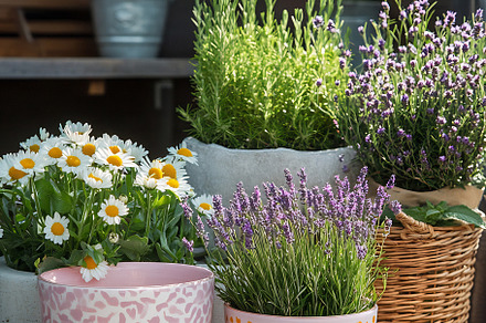 Bright potted flowers outdoors, an Architecture Photo by Beautiful things