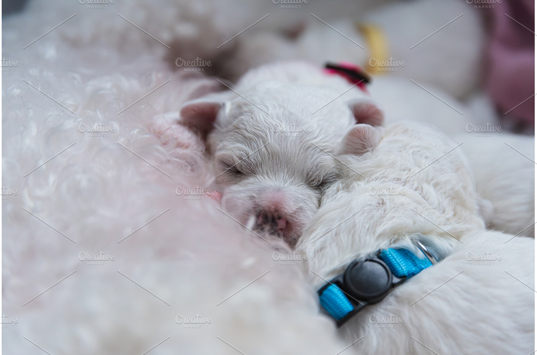 New born puppies of Bichon Frise dog, an Animal Photo by MadPhotos