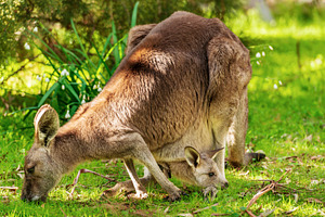 Kangaroo And Joey, an Animal Photo by THP Creative
