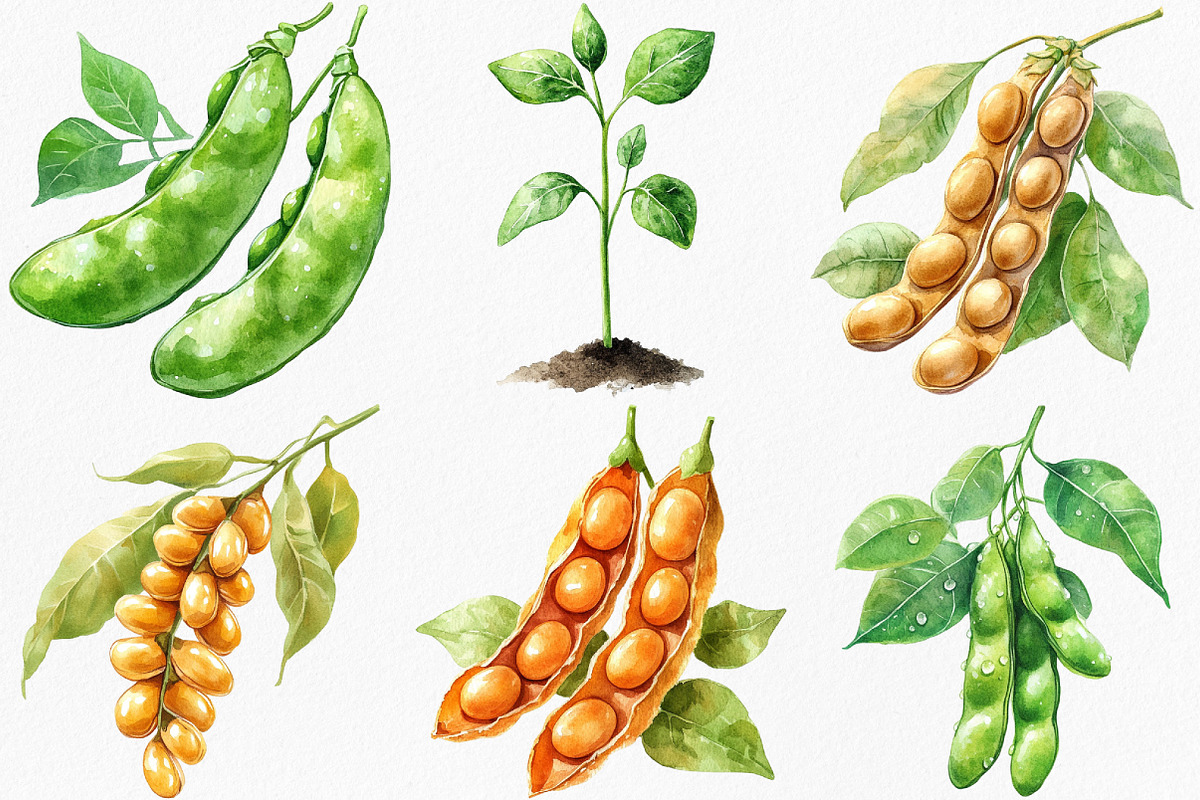 Watercolor Soybean Clipart Bundle, an Illustration by Canvas Craft (Photo 5 of 8)