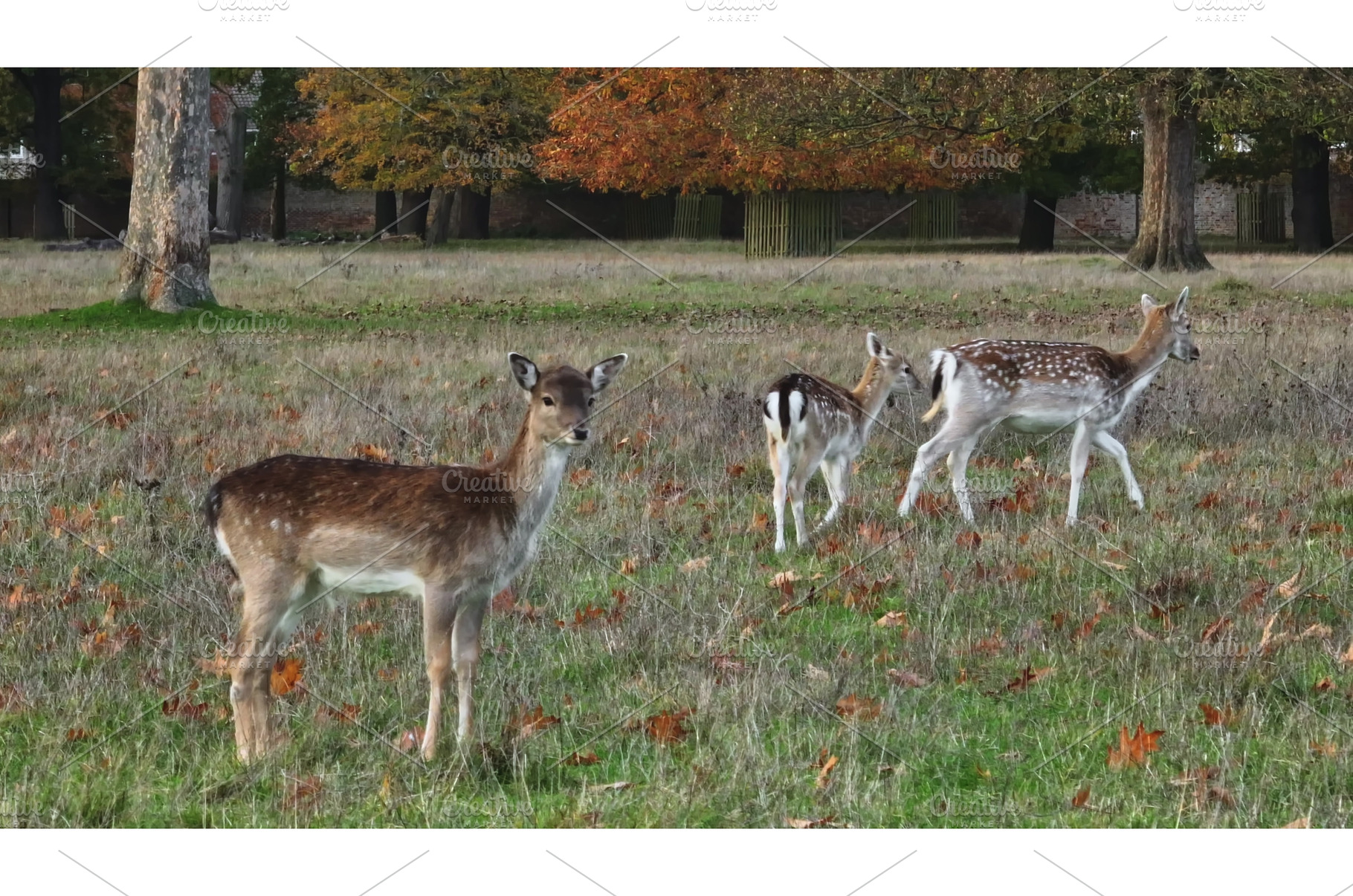Fallow deer grazing in a meadow, an Animal Photo by Goinyk