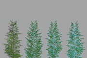 Eucalyptus tree #1, an Environmental 3D Model by AndrewWhite (Thumbnail 9 of 13)