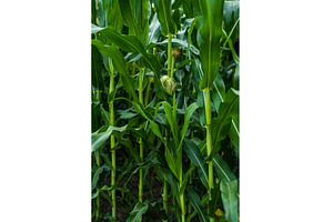 Green cornfield developing cobs and, a Nature Photo by volodymyrshtun13795