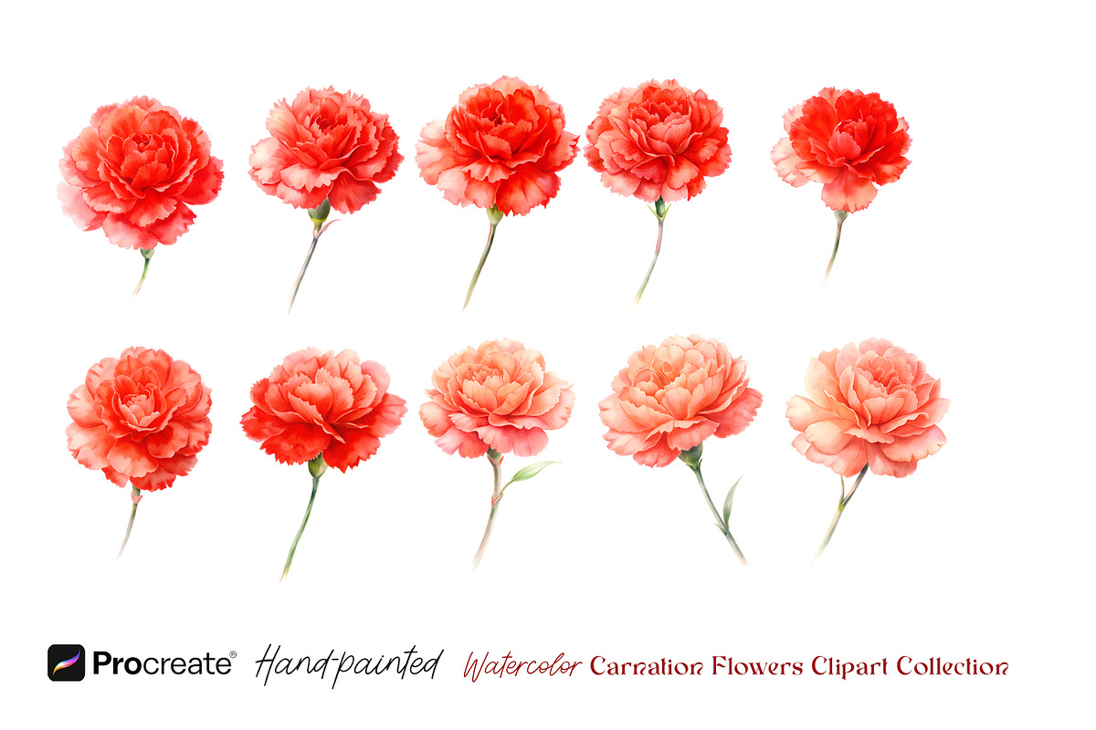 Watercolor Carnation Flowers Clipart, an Object Graphic by crafty (Photo 5 of 7)