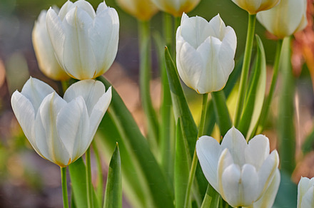 a photo of beautiful white tulips in the garden in early springtime, a Photo by Peopleimages.com