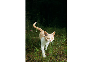 Feline Friend Walking Through Lush, an Animal Photo by Our Amazing World