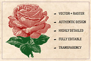 70 Vintage Rose Illustrations, an Illustration by Brigantine Designs (Thumbnail 2 of 7)