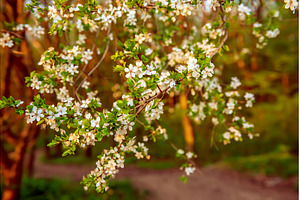 Blossoming of plum tree flowers at, a Nature Photo by Nature and travel
