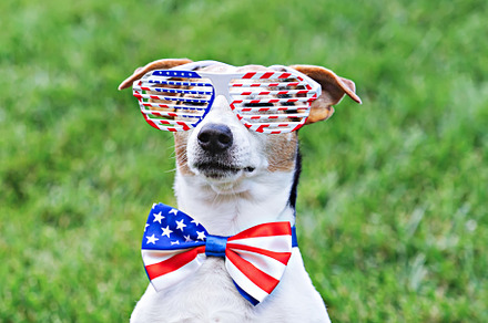 Proud dog in American sunglasses, an Animal Photo by Kira Yan